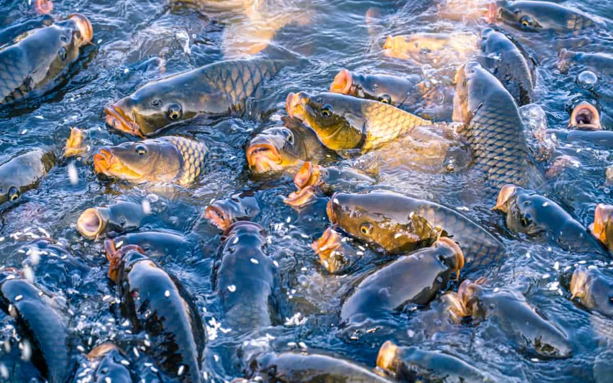  Fish Farm Billing Software dashboard